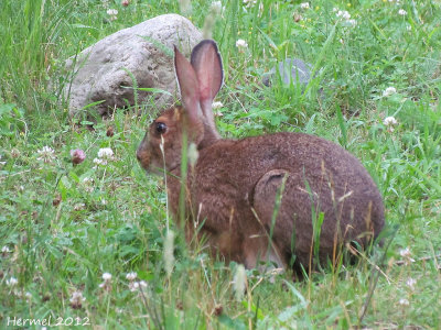 Livre - Hare