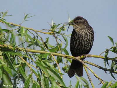 Carouge  paulettes - Red-winged Blackbird