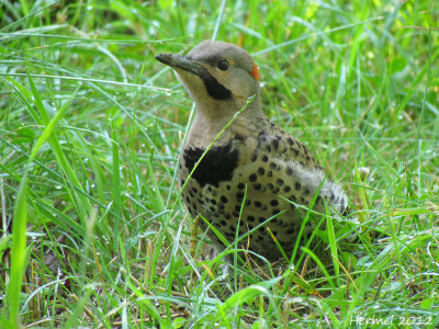 Pic flamboyant - Northern Flicker