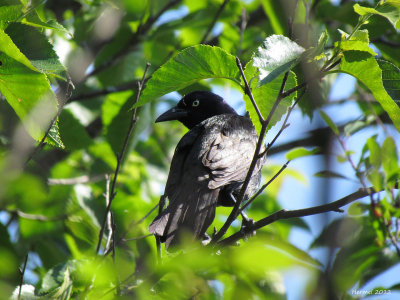 Quiscale bronz - Common Grackle