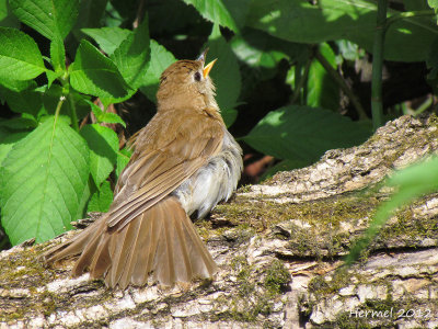 Grive fauve (immature) - Veery (juv)