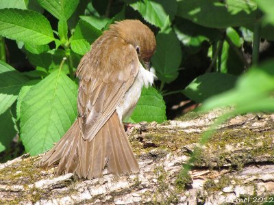 Grive fauve (immature) - Veery (juv)