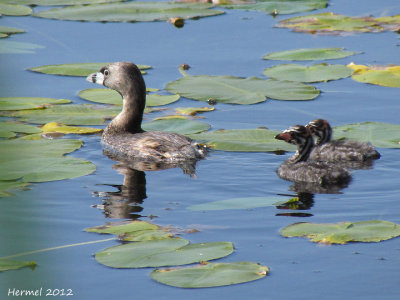 Grbe  bec bigarr - Pied-billed Grebe