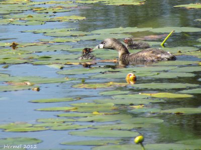 Grbe  bec bigarr - Pied-billed Grebe