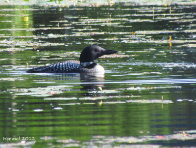 Plongeon Huard - Common Loon