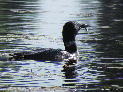 Plongeon Huard  - Common Loon