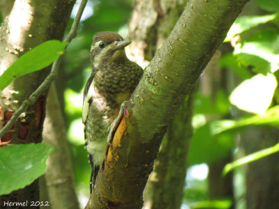 Pic macul (juv) - Yellow-bellied Sapsucker(juv)