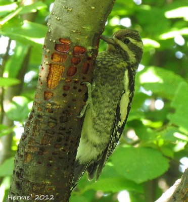 Pic macul (juv) - Yellow-bellied Sapsucker(juv)