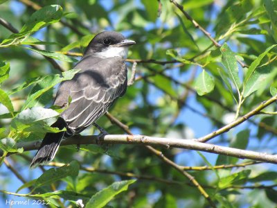 Tyran tritri - Eastern Kingbird