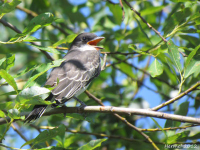 Tyran tritri - Eastern Kingbird