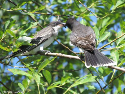 Tyran tritri - Eastern Kingbird