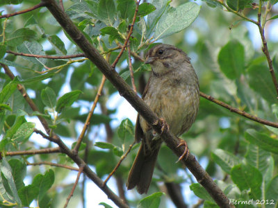 Bruant des marais -Swamp Sparrow