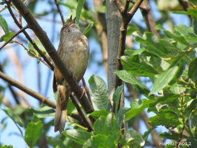 Bruant des marais -Swamp Sparrow