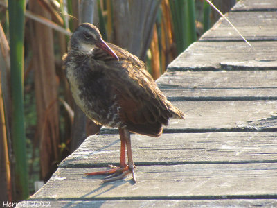 Rle de Virginie - Virginia rail