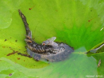 Tétard-grenouille/mouches - Tadpole-frog/flies