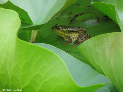 Grenouille - Frog