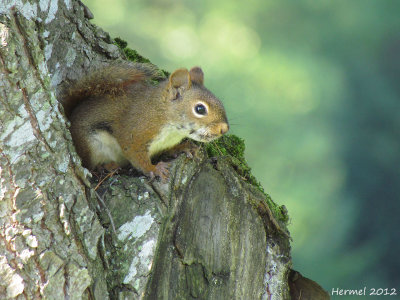 Ecureuil - Squirrel