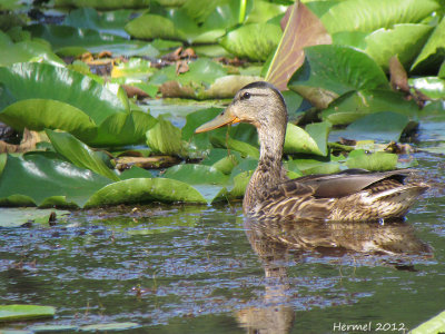 Canard Colvert - Mallard