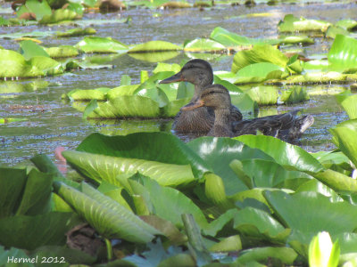 Canard Colvert - Mallard