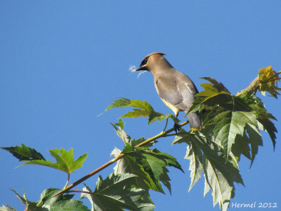 Jaseur d'Amérique - Cedar Waxwing