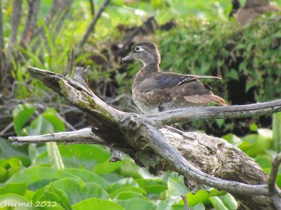 Canard branchu - Wood Duck