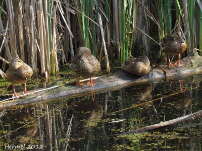 Canard Colvert - Mallard