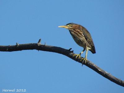 Hron vert - Green Heron