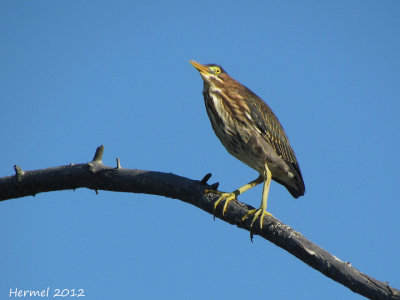 Hron vert - Green Heron