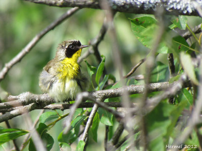 Paruline masque - Common Yellowthroat