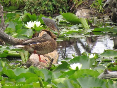 Canard colvert/Hron vert - Mallard/ Green Heron