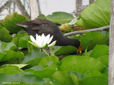 Gallinule - Common Moorhen