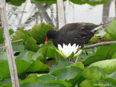 Gallinule - Common Moorhen