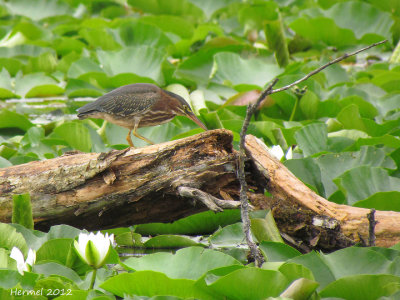 Héron vert - Green Heron