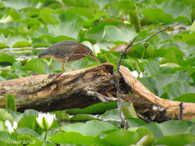 Hron vert - Green Heron