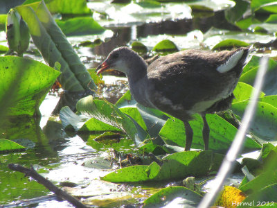 Gallinule (juv) - Common Moorhen (juv)