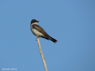 Tyran tritri - Eastern Kingbird