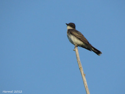 Tyran tritri - Eastern Kingbird