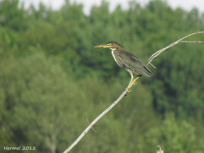 Hron vert - Green Heron