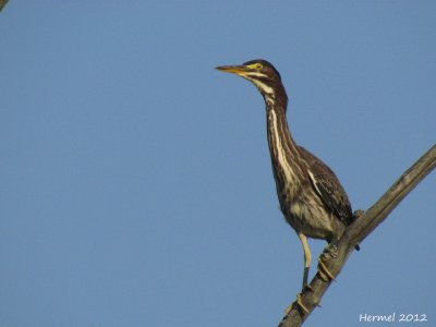 Hron vert - Green Heron