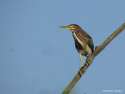 Hron vert - Green Heron