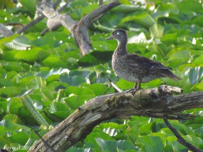 Canard branchu - Wood Duck