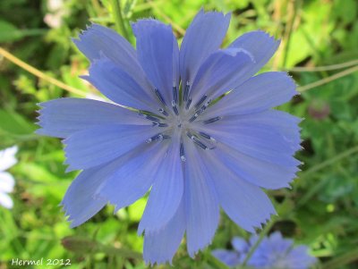 Chicore sauvage - Chicory