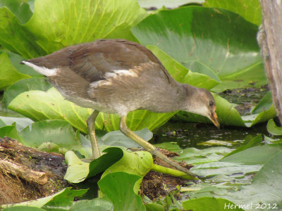 Gallinule (juv) - Common Moorhen (juv)