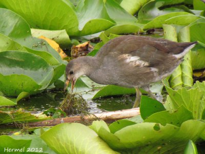 Gallinule (juv) - Common Moorhen (juv)