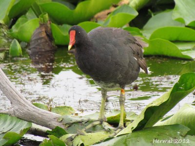 Gallinule - Common Moorhen