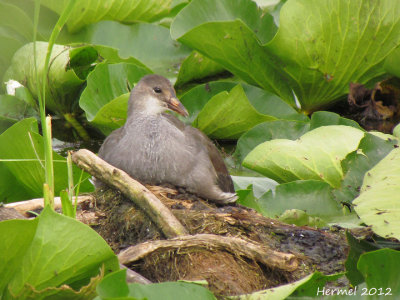 Gallinule (juv) - Common Moorhen (juv)