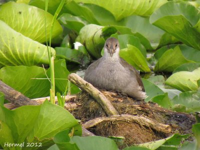 Gallinule (juv) - Common Moorhen (juv)