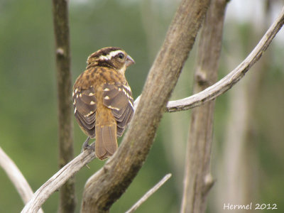 Cardinal  poitrine rose (juv) - Rose-breasted Grosbeak (juv)