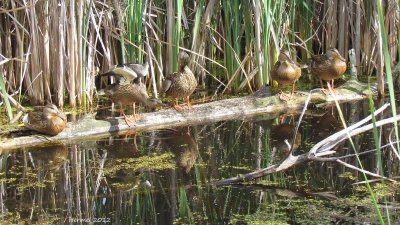 Canard Colvert - Mallard