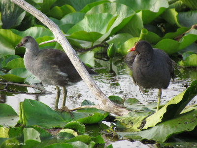 Gallinule (père et fils) - Common Moorhen (father and son)